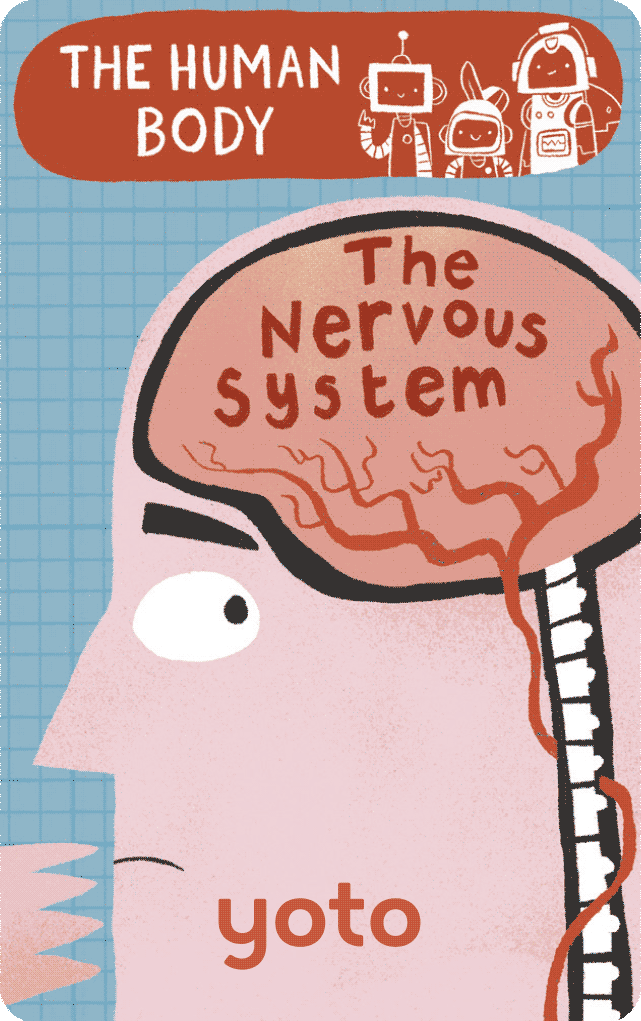The Human Body: The Nervous System